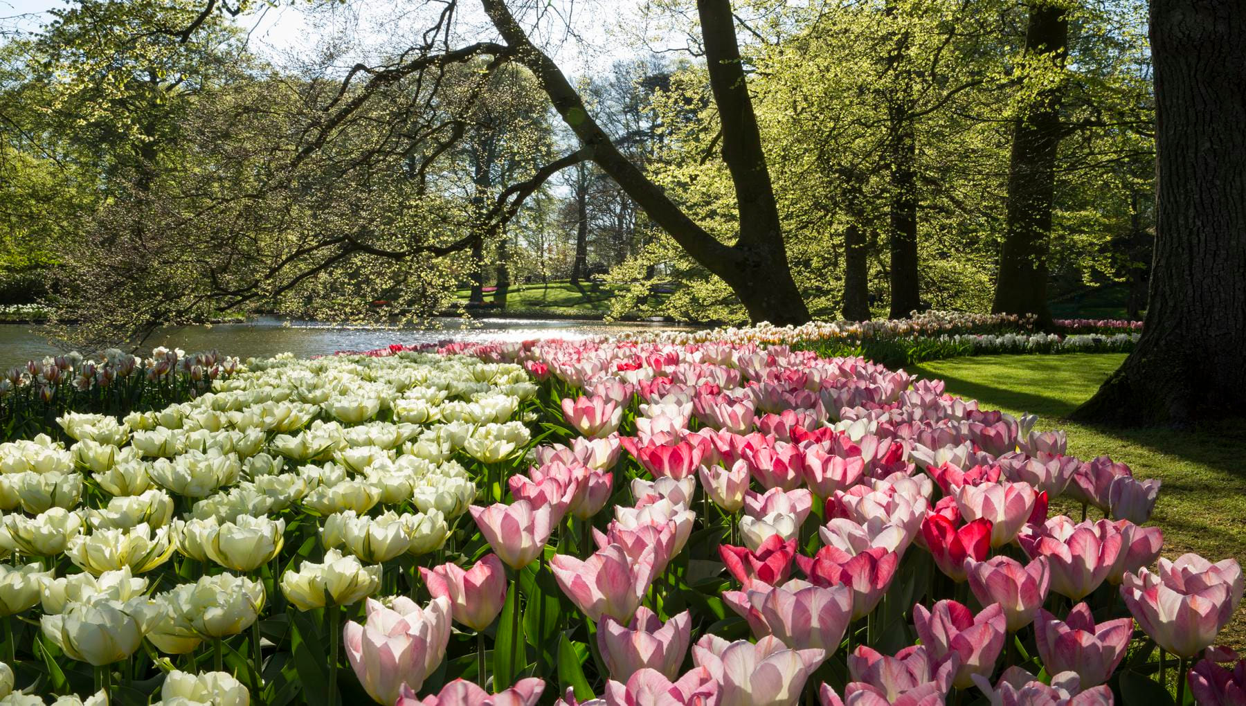 Reasons to visit Amsterdam in Spring | I amsterdam